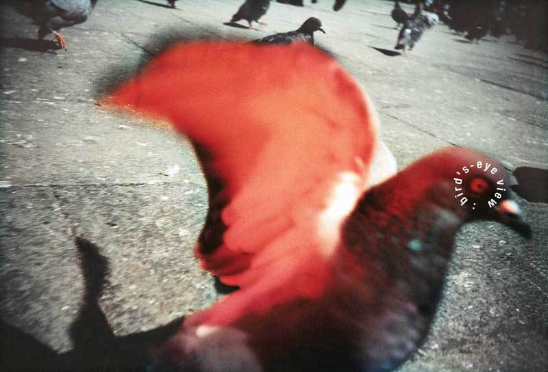 BirdsEyeViewCard800